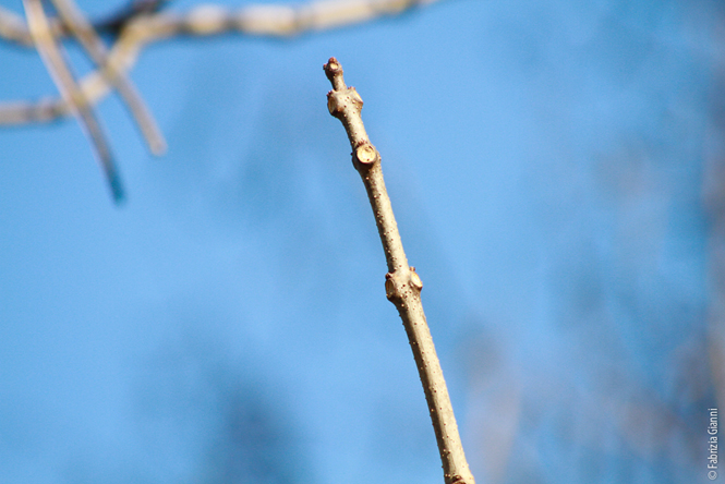 Catalpa, Albero dei sigari